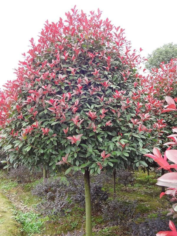 叢生喬木還能火多久？