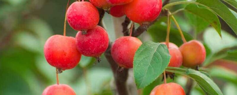 1-1Z6261AU2924 1-1Z6261AU2924