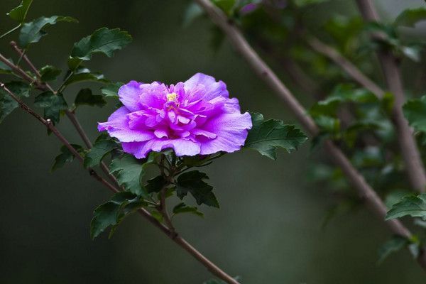 5-1Z401154551 5-1Z401154551